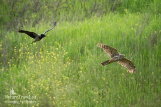 Goshawk, European Roller hide